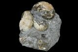 Fossil Ammonite (Hoploscaphites) Cluster - South Dakota #115070-3